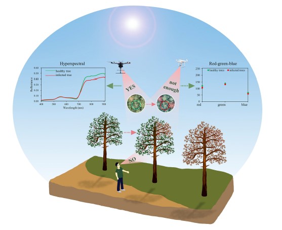 Early detection of pine wilt disease tree candidates using time-series of spectral signatures