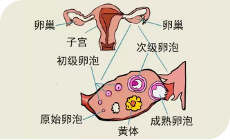 黄体囊肿是怎么形成的 黄体囊肿会自动消失吗? 黄体囊肿是怎么形成的 黄体囊肿会自动消失吗?