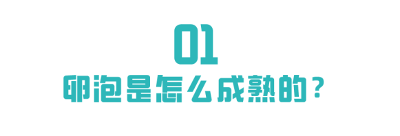 卵泡为什么成熟不了?点这里为你解答 卵泡为什么成熟不了?点这里为你解答