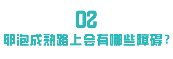 卵泡为什么成熟不了?点这里为你解答 卵泡为什么成熟不了?点这里为你解答