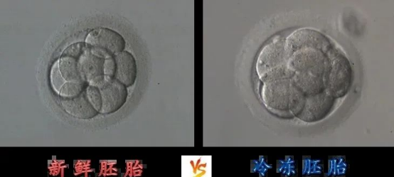 胚胎如何冷冻?走进胚胎实验室一探究竟! 胚胎如何冷冻?走进胚胎实验室一探究竟!