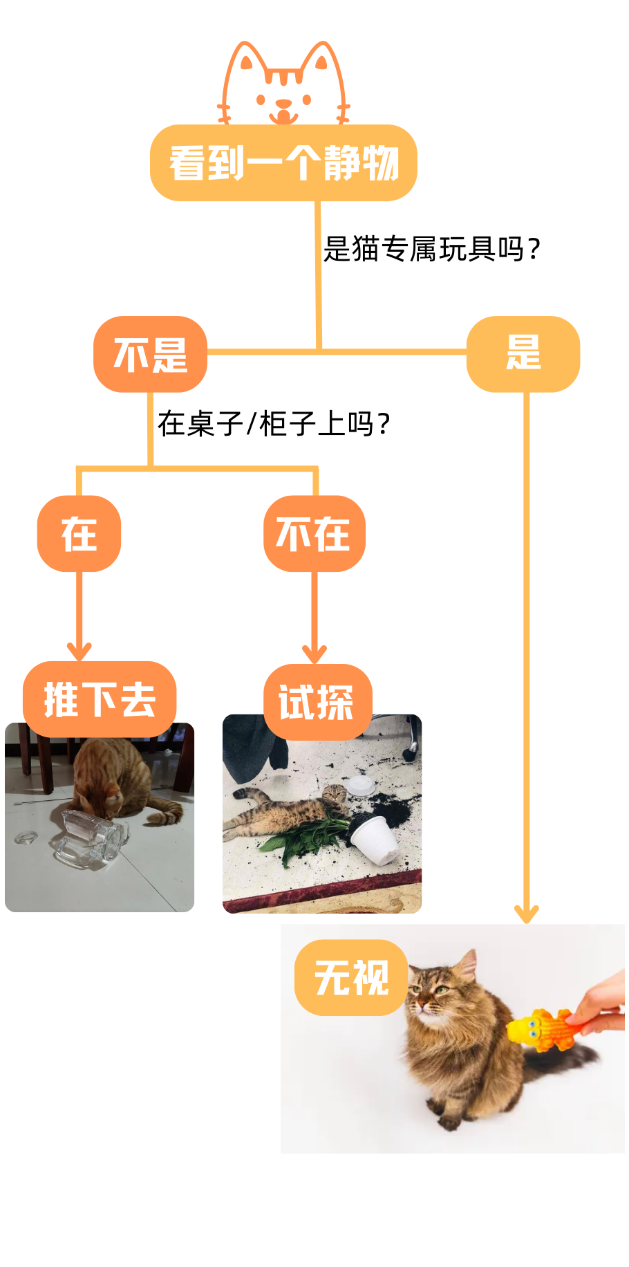 十斤猫咪，九斤反骨