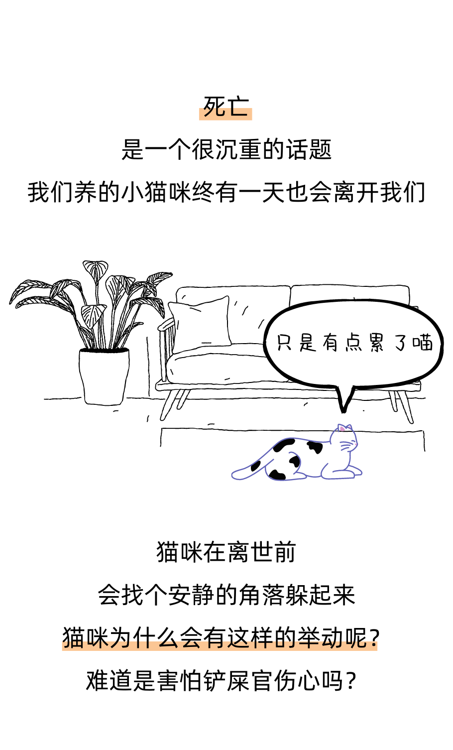 猫咪离世前为什么要躲起来？