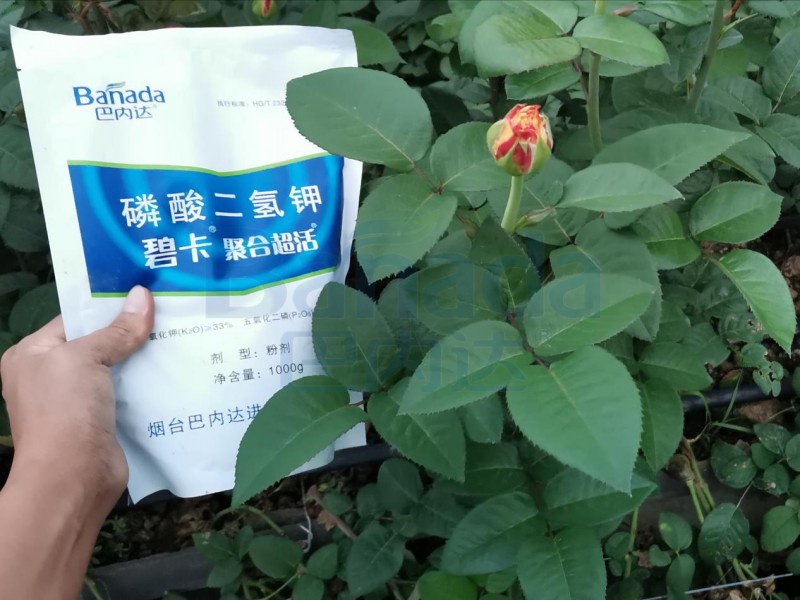 鉀肥對(duì)植物的作用有哪些？