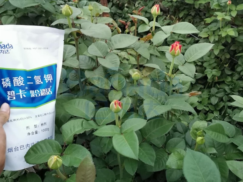 鉀肥對(duì)植物的作用有哪些？