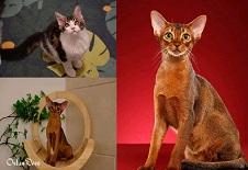 从中国到泰国托运三只猫猫（单独托运）
