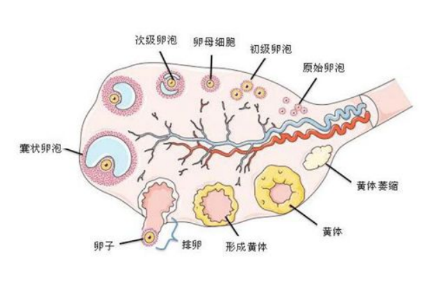 取了15个卵子才成了四个胚胎，正常吗？