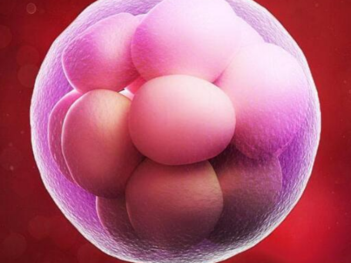 子宫内膜薄能不能做试管婴儿? 子宫内膜薄能不能做试管婴儿?