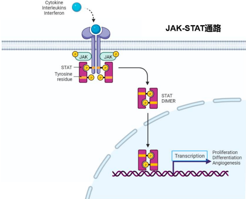 2023年JAK抑制剂行业市场发展规模增长率分析及重点企业竞争战略评估预测