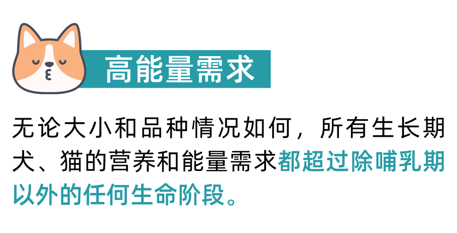 生长期犬猫喂养指南