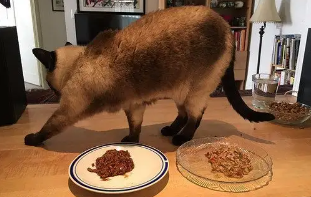 生长期犬猫喂养指南