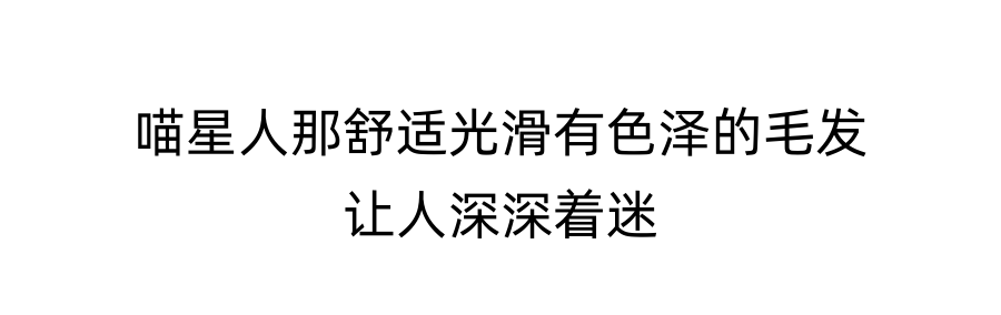 为什么有些猫咪的毛发不顺滑？