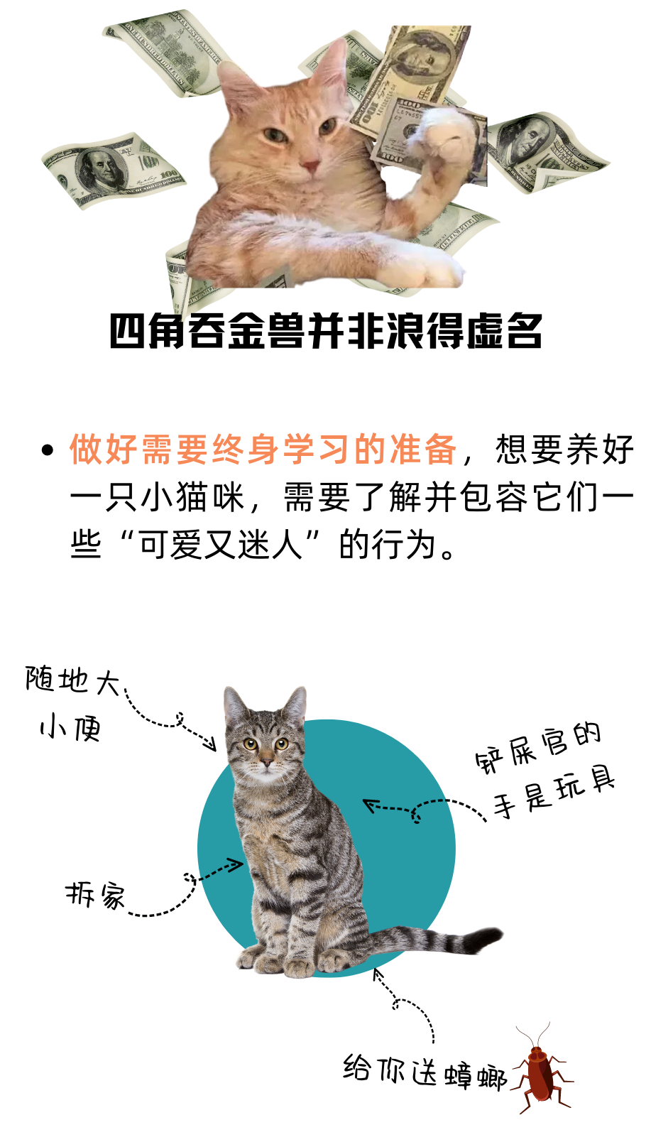 你真的适合养猫吗？