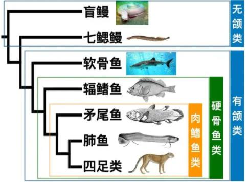 科学家猜想：人类祖先其实是鱼，从鱼到“我们”，过程大概是这样