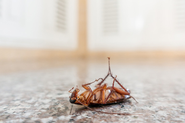 我们为什么要防治蟑螂，蟑螂的危害有哪些？
