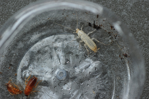 我们为什么要防治蟑螂，蟑螂的危害有哪些？