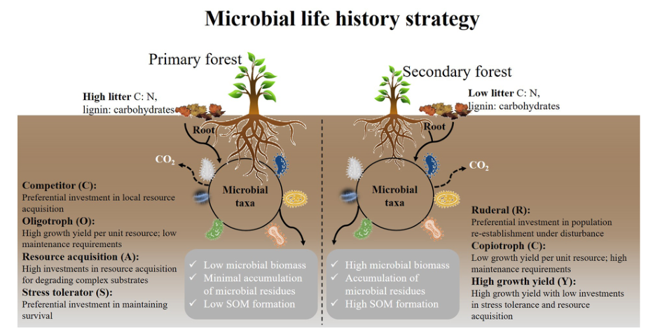文献解读|亚热带森林土壤微生物生活史策略的权衡影响着微生物残体的命运