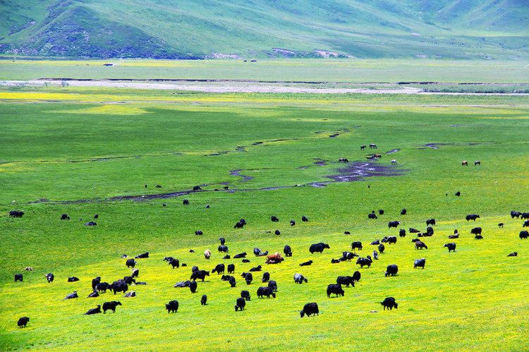 中國(guó)最美十大草原，每一個(gè)都是22℃避暑勝地，你去過幾個(gè)？