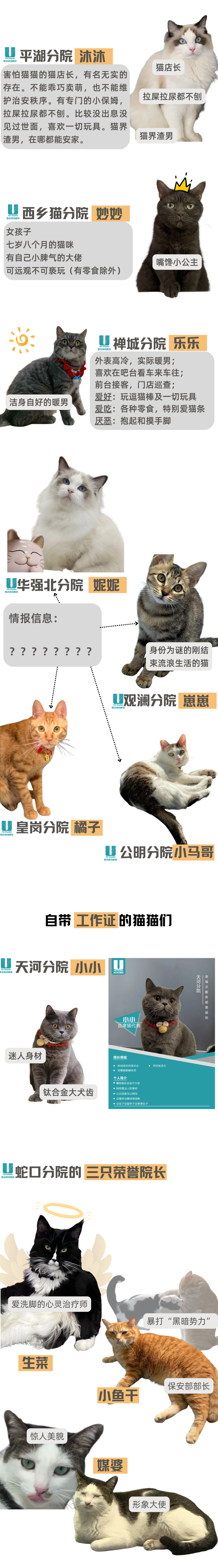 联合宠物医院店猫靓照大赏