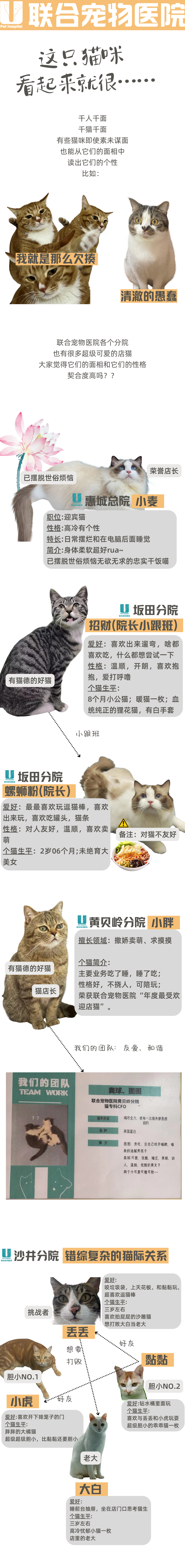 联合宠物医院店猫靓照大赏