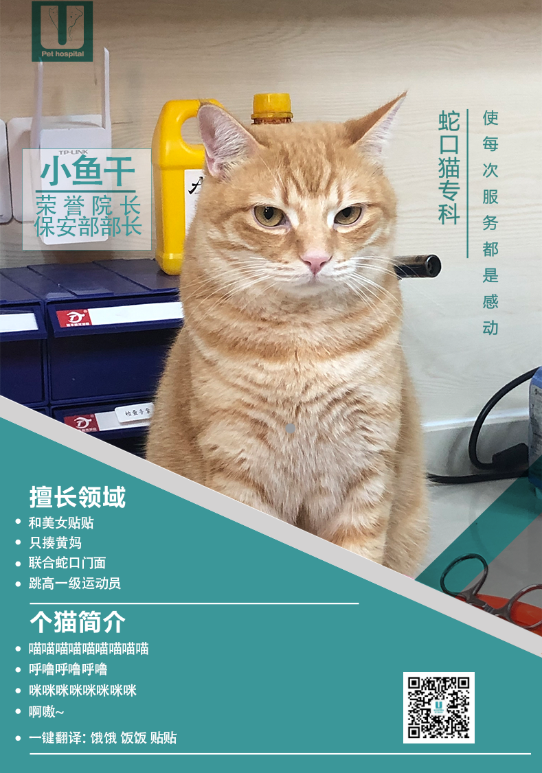 联合宠物医院店猫靓照大赏