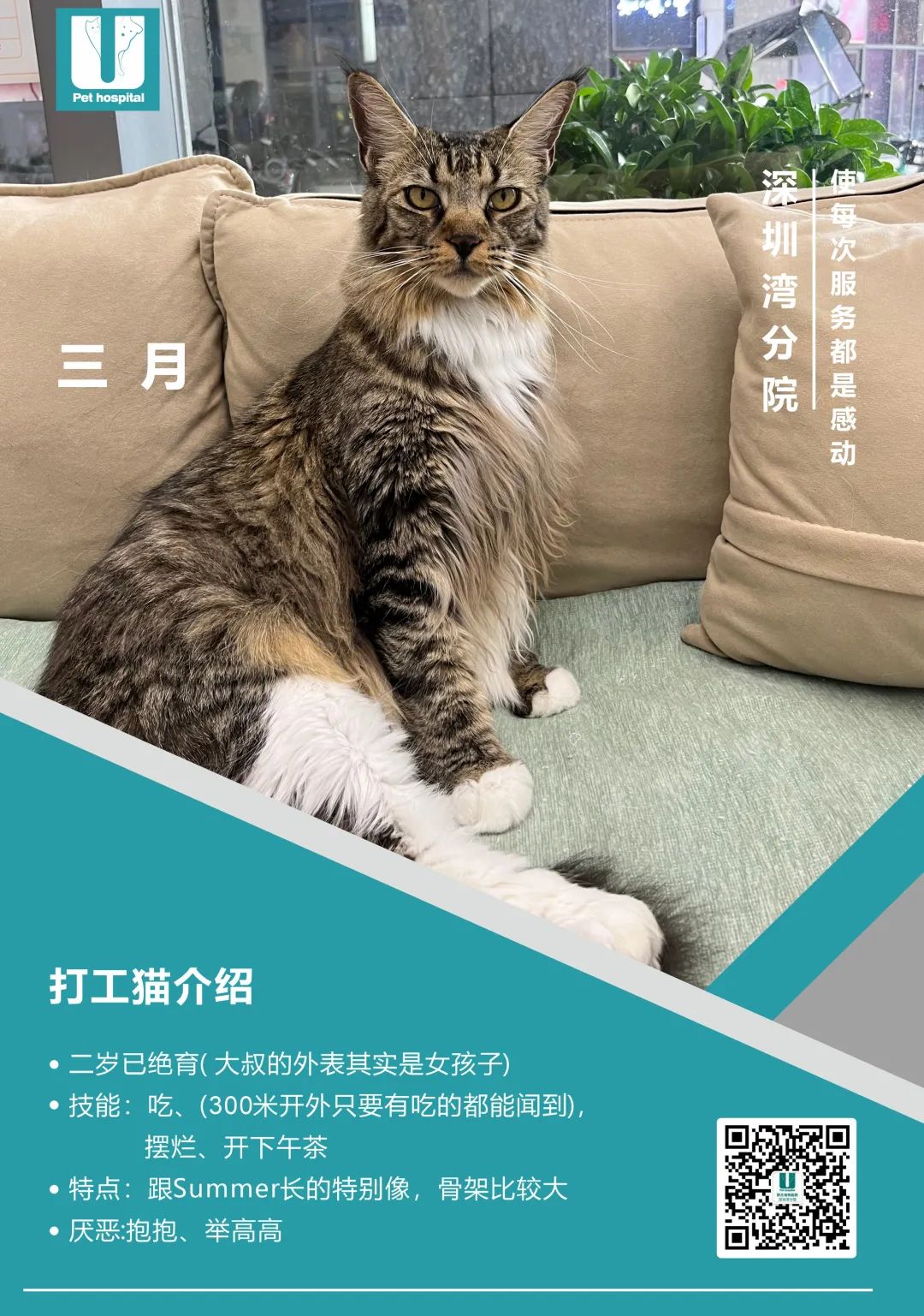 联合宠物医院店猫靓照大赏