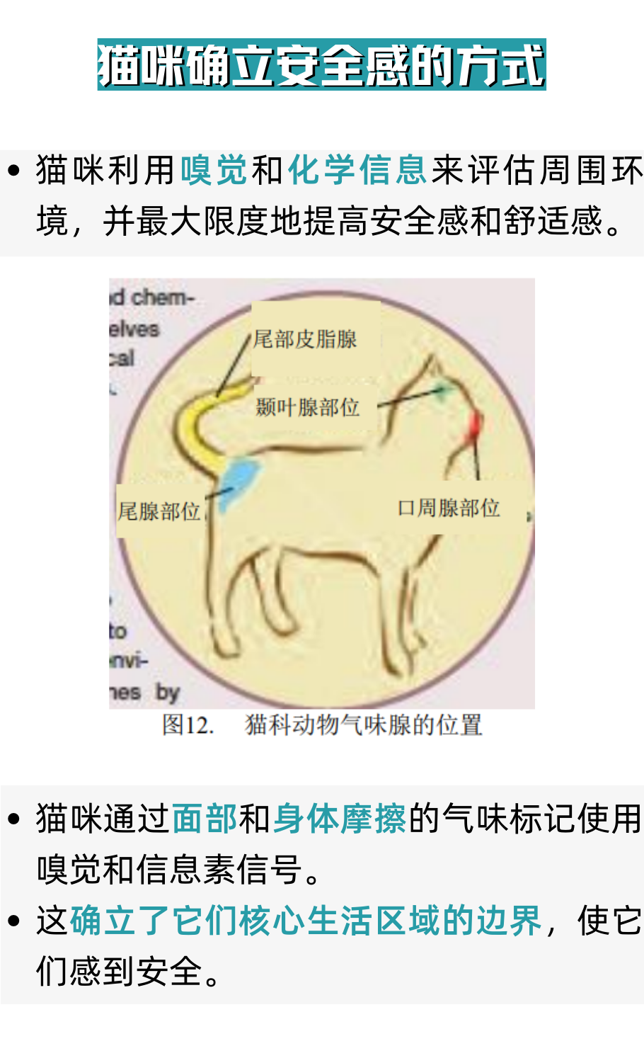 你生活的环境尊重猫咪的嗅觉了吗？