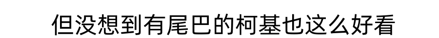 为什么有些狗狗没有尾巴？