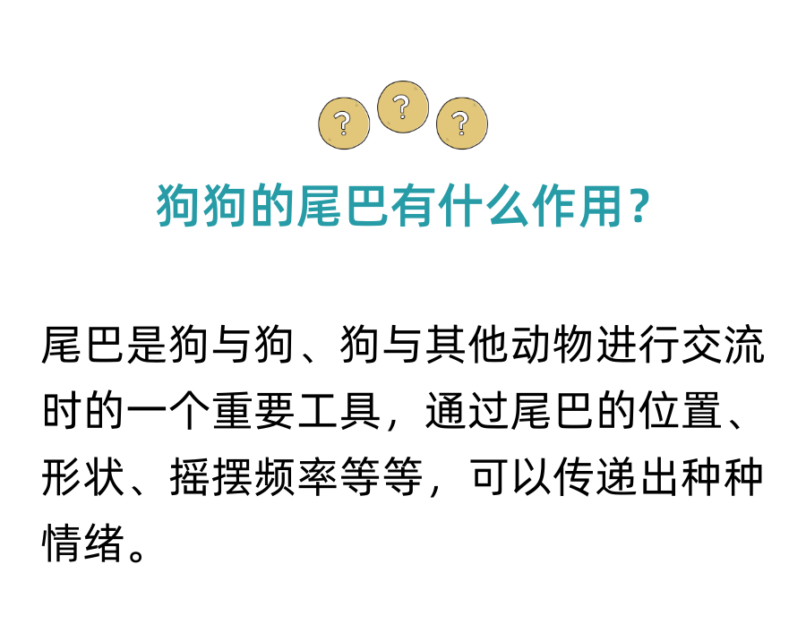 为什么有些狗狗没有尾巴？