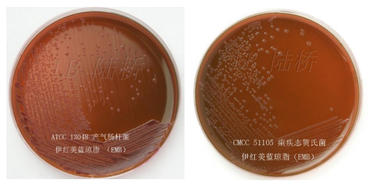 大腸埃希氏菌的選擇性分離培養(yǎng)基——伊紅美藍(lán)瓊脂（EMB）