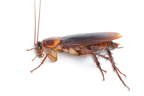 胶饵防治蟑螂效果虽好，但也要掌握正确的使用方法