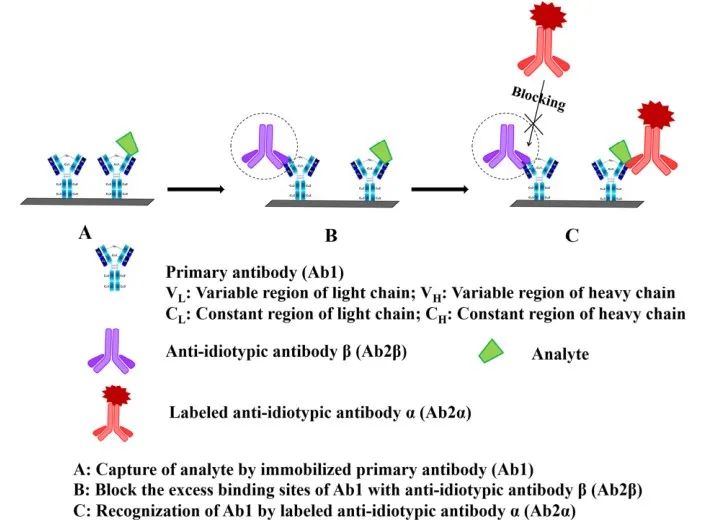 小分子化合物检测的高灵敏度免疫分析-新型非竞争性免疫分析设计