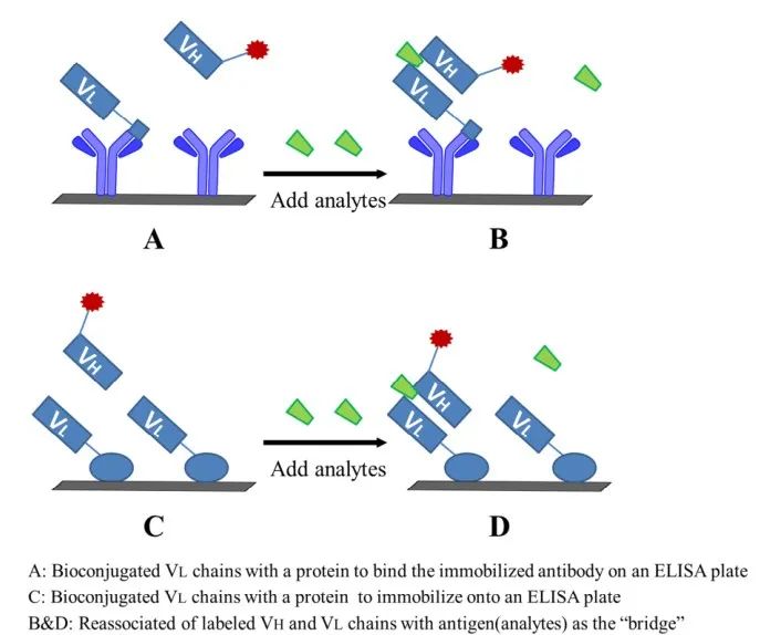 小分子化合物检测的高灵敏度免疫分析-新型非竞争性免疫分析设计