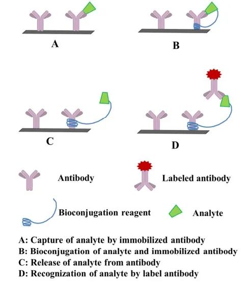 小分子化合物检测的高灵敏度免疫分析-新型非竞争性免疫分析设计