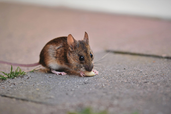 病媒生物防治之老鼠带给人类的危害都有哪些？