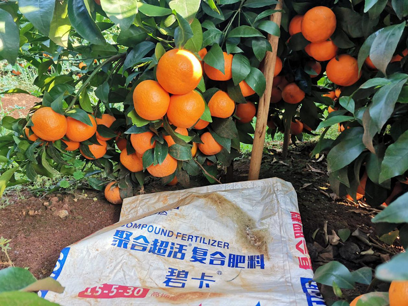 水溶肥怎么促进沃柑壮果、上色？