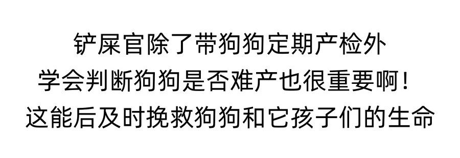 怎么判断狗狗难产了？