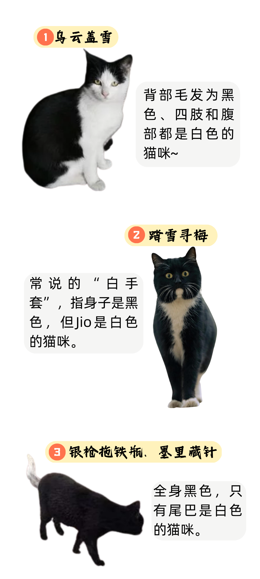 假如你家猫穿越到古代，它会叫什么呢？