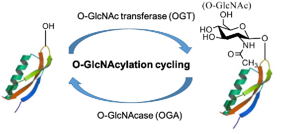 O-GlcNAc糖基化蛋白质修饰组 O-GlcNAc糖基化蛋白质修饰组