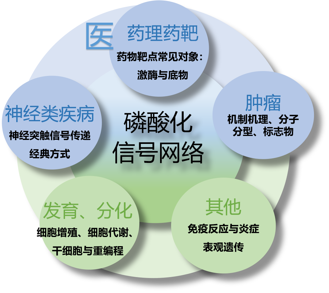 超高深度DIA·医学磷酸化修饰组 (DP40000) 超高深度DIA·医学磷酸化修饰组 (DP40000)