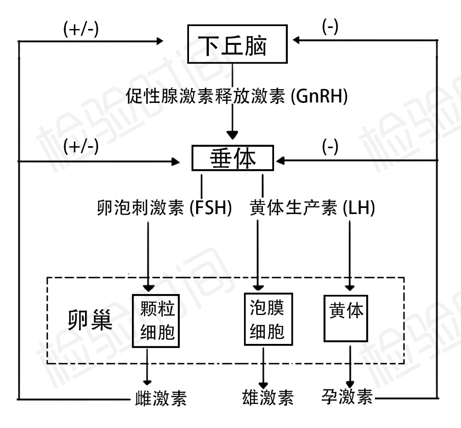 性激素化验单不会看?7 张思维导图帮你轻松弄懂 性激素化验单不会看?7 张思维导图帮你轻松弄懂