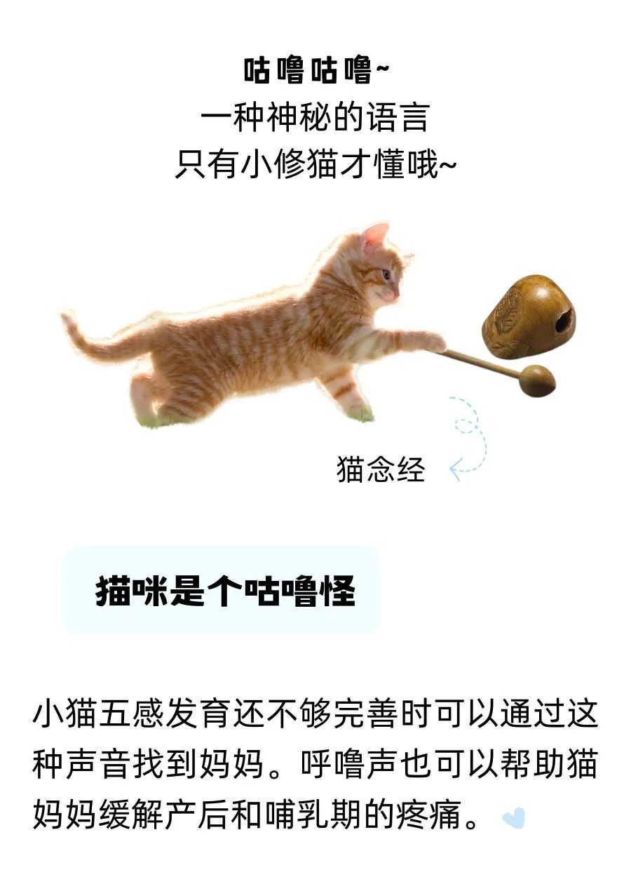 如何证明猫咪是猫咪呢？