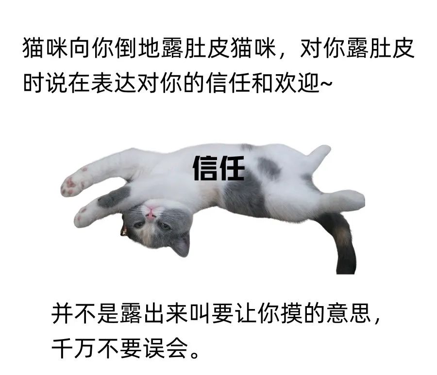 如何证明猫咪是猫咪呢？