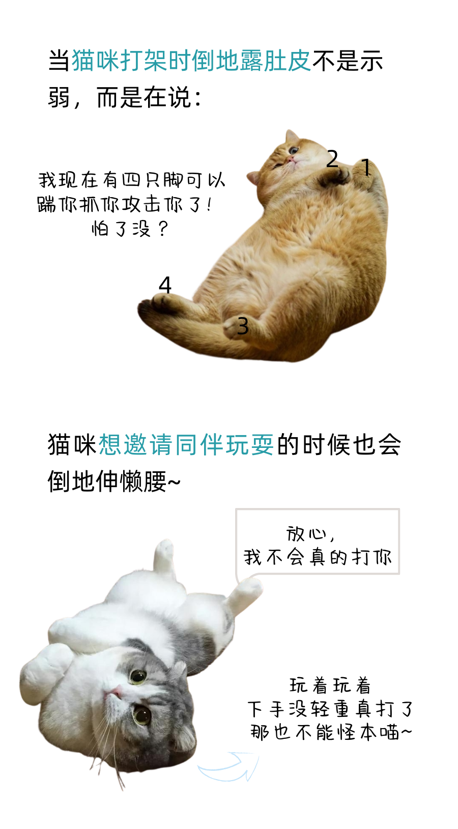 如何证明猫咪是猫咪呢？