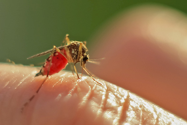 被蚊子叮咬有什么危害，蚊子该怎样防治呢？