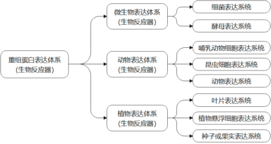 全球与中国市场重组蛋白质药物前景预测及投资可行性分析报告（2023版）