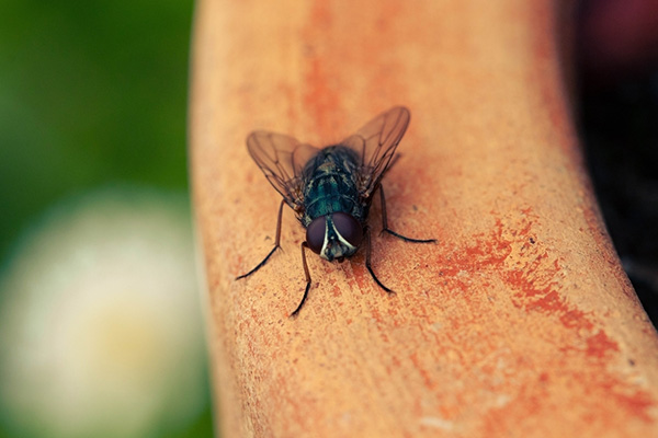 苍蝇都有什么危害，有哪些比较好的防治方法
