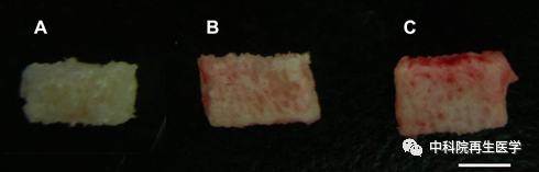 The active biological bone product developed by Dai Jianwu's team was approved