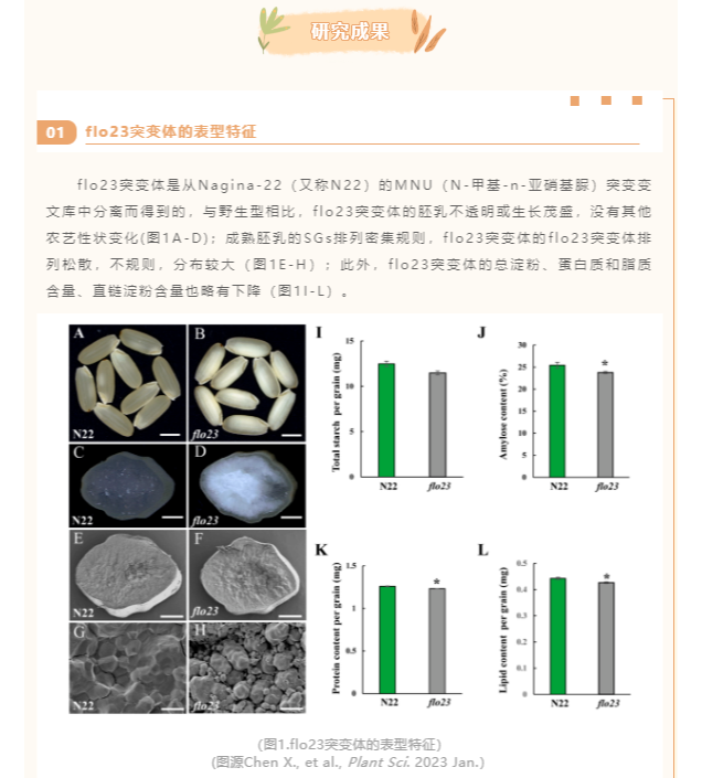 Plant Sci（IF=5.36）|南京农业大学王益华教授团队揭示果糖-2,6-二磷酸调控水稻淀粉代谢途径