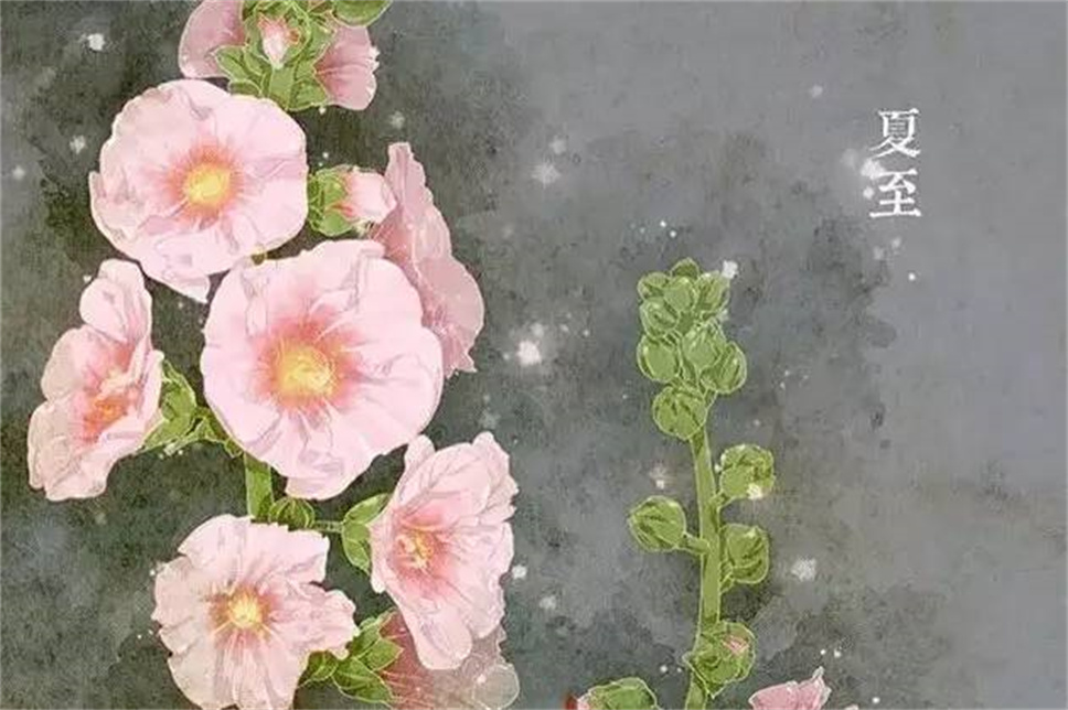 24节气 · 专属花卉植物，四季芳香！